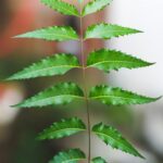 Close-up of neem leaves held by hand showcases lush greenery and freshness.