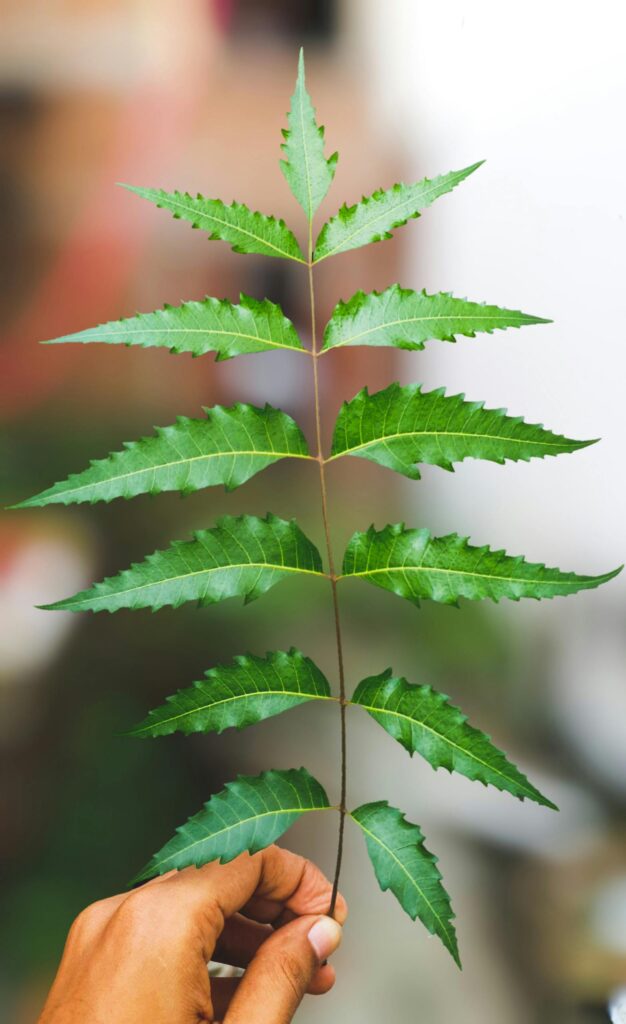 Close-up of neem leaves held by hand showcases lush greenery and freshness.