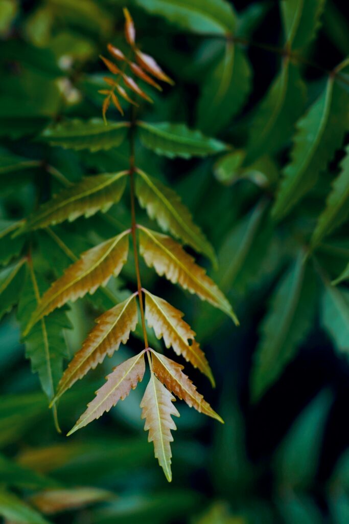 Detailed shot of neem tree leaves showcasing green and brown hues in their natural ambiance.